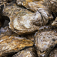 Image for article titled The oyster “r” rule is more than 4,000 years old, archaeologists discover